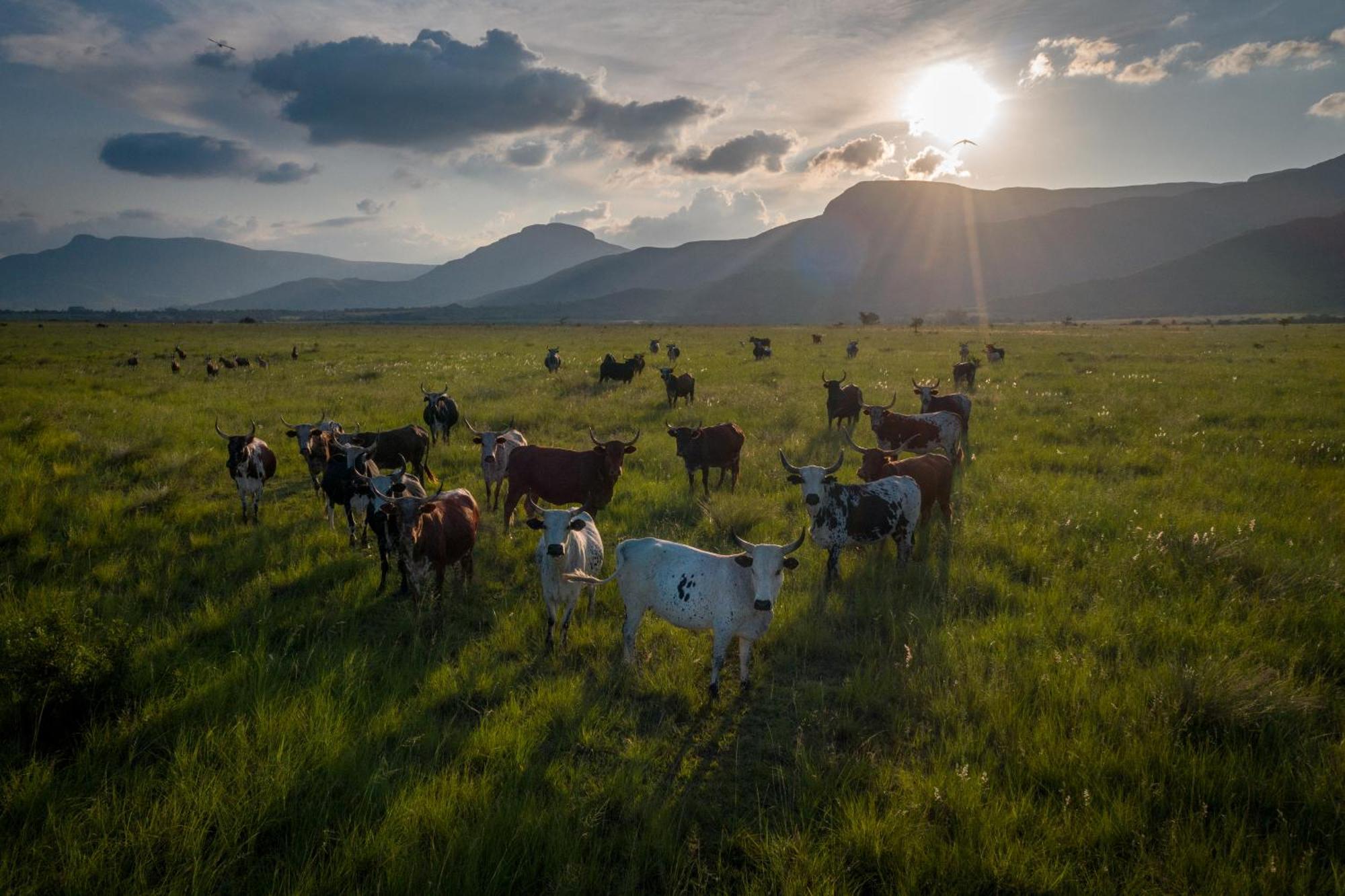 라이덴버그 The Cowshed 빌라 외부 사진
